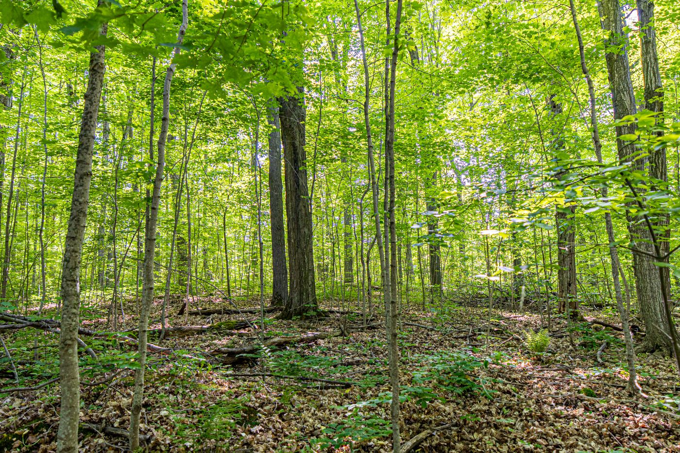 Luxury real estate and Country Homes for sale including horse farms and property in the Caledon and King City areas near Toronto