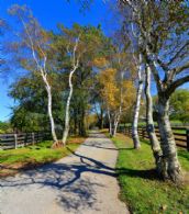 Laneway View - Country homes for sale and luxury real estate including horse farms and property in the Caledon and King City areas near Toronto