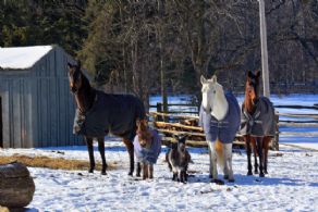 The Home Team - Country homes for sale and luxury real estate including horse farms and property in the Caledon and King City areas near Toronto