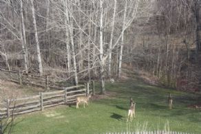Deer on the Path - Country homes for sale and luxury real estate including horse farms and property in the Caledon and King City areas near Toronto