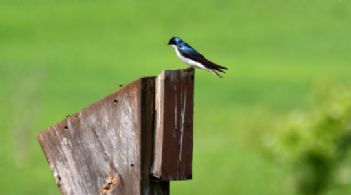 Wonderful Birds - Country homes for sale and luxury real estate including horse farms and property in the Caledon and King City areas near Toronto