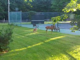 The Tennis Court - Country homes for sale and luxury real estate including horse farms and property in the Caledon and King City areas near Toronto