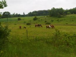 Views over Northumberland Hill - Country homes for sale and luxury real estate including horse farms and property in the Caledon and King City areas near Toronto