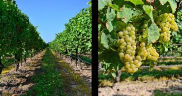 Neighbouring Property with Vineyard - Country homes for sale and luxury real estate including horse farms and property in the Caledon and King City areas near Toronto