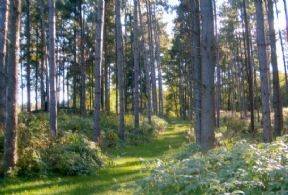 Wooded Trails - Country homes for sale and luxury real estate including horse farms and property in the Caledon and King City areas near Toronto