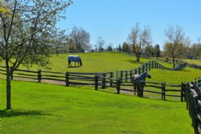View towards Pond - Country homes for sale and luxury real estate including horse farms and property in the Caledon and King City areas near Toronto