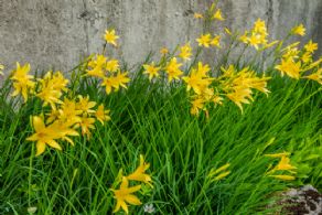 Colourful Gardens - Country homes for sale and luxury real estate including horse farms and property in the Caledon and King City areas near Toronto