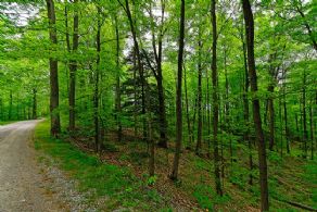 Tree-lined Drive - Country homes for sale and luxury real estate including horse farms and property in the Caledon and King City areas near Toronto