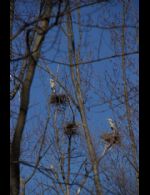 Blue Herons - Country homes for sale and luxury real estate including horse farms and property in the Caledon and King City areas near Toronto