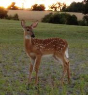Last Springs Arrival - Country homes for sale and luxury real estate including horse farms and property in the Caledon and King City areas near Toronto