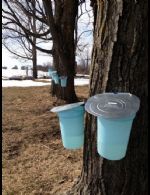 Maple Syrup - Country homes for sale and luxury real estate including horse farms and property in the Caledon and King City areas near Toronto
