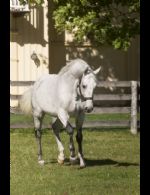 Freedom - Country homes for sale and luxury real estate including horse farms and property in the Caledon and King City areas near Toronto