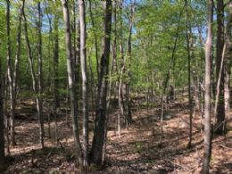 Building Lot, Bayview Drive, Carling - Country Homes for sale and Luxury Real Estate in Caledon and King City including Horse Farms and Property for sale near Toronto