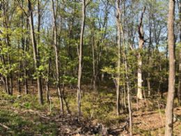 Building Lot, Bayview Drive, Carling, Ontario - Country homes for sale and luxury real estate including horse farms and property in the Caledon and King City areas near Toronto