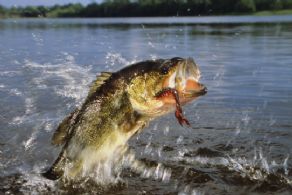 World class sport fishing surrounds Hay Island - Country homes for sale and luxury real estate including horse farms and property in the Caledon and King City areas near Toronto