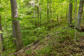 Dufferin Estate Lot, Ontario - Country homes for sale and luxury real estate including horse farms and property in the Caledon and King City areas near Toronto