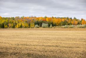 Brook Forest Farm, East Garafraxa, Ontario - Country homes for sale and luxury real estate including horse farms and property in the Caledon and King City areas near Toronto