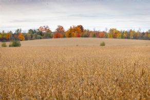 Brook Forest Farm, East Garafraxa, Ontario - Country homes for sale and luxury real estate including horse farms and property in the Caledon and King City areas near Toronto