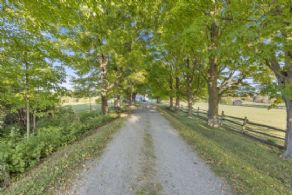 Maple Tree Canopy - Country homes for sale and luxury real estate including horse farms and property in the Caledon and King City areas near Toronto