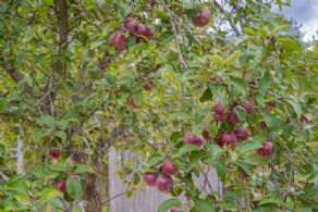 Original Woodrow Homestead , Oro-Medonte, Ontario - Country homes for sale and luxury real estate including horse farms and property in the Caledon and King City areas near Toronto