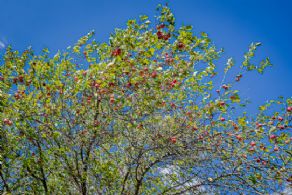 125 Acre Farm, Adjala, Adjala-Tosorontio, Ontario - Country homes for sale and luxury real estate including horse farms and property in the Caledon and King City areas near Toronto