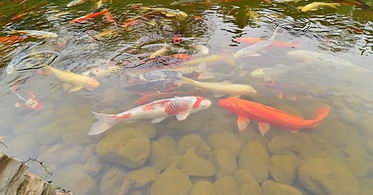 Fish Pond - Country homes for sale and luxury real estate including horse farms and property in the Caledon and King City areas near Toronto