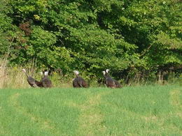 Wild Turkeys - Country homes for sale and luxury real estate including horse farms and property in the Caledon and King City areas near Toronto
