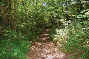 42 Acres, 16th Sdrd, King - Country homes for sale and luxury real estate including horse farms and property in the Caledon and King City areas near Toronto