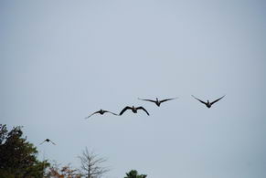 Ducks & Geese - Country homes for sale and luxury real estate including horse farms and property in the Caledon and King City areas near Toronto