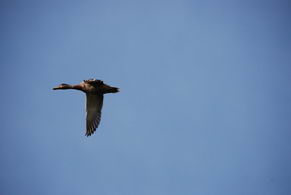 Mallard Overhead - Country homes for sale and luxury real estate including horse farms and property in the Caledon and King City areas near Toronto
