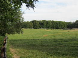 Maple Woodlot in Distance - Country homes for sale and luxury real estate including horse farms and property in the Caledon and King City areas near Toronto