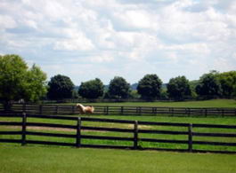 Paddock - Country homes for sale and luxury real estate including horse farms and property in the Caledon and King City areas near Toronto
