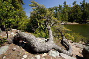 Georgian Bay Pine - Country homes for sale and luxury real estate including horse farms and property in the Caledon and King City areas near Toronto