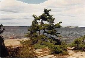 This 7 acre island is densely treed with maples, oaks and the distinctive white pines which lend their rugged beauty to the framing of glorious views. - Country homes for sale and luxury real estate including horse farms and property in the Caledon and King City areas near Toronto